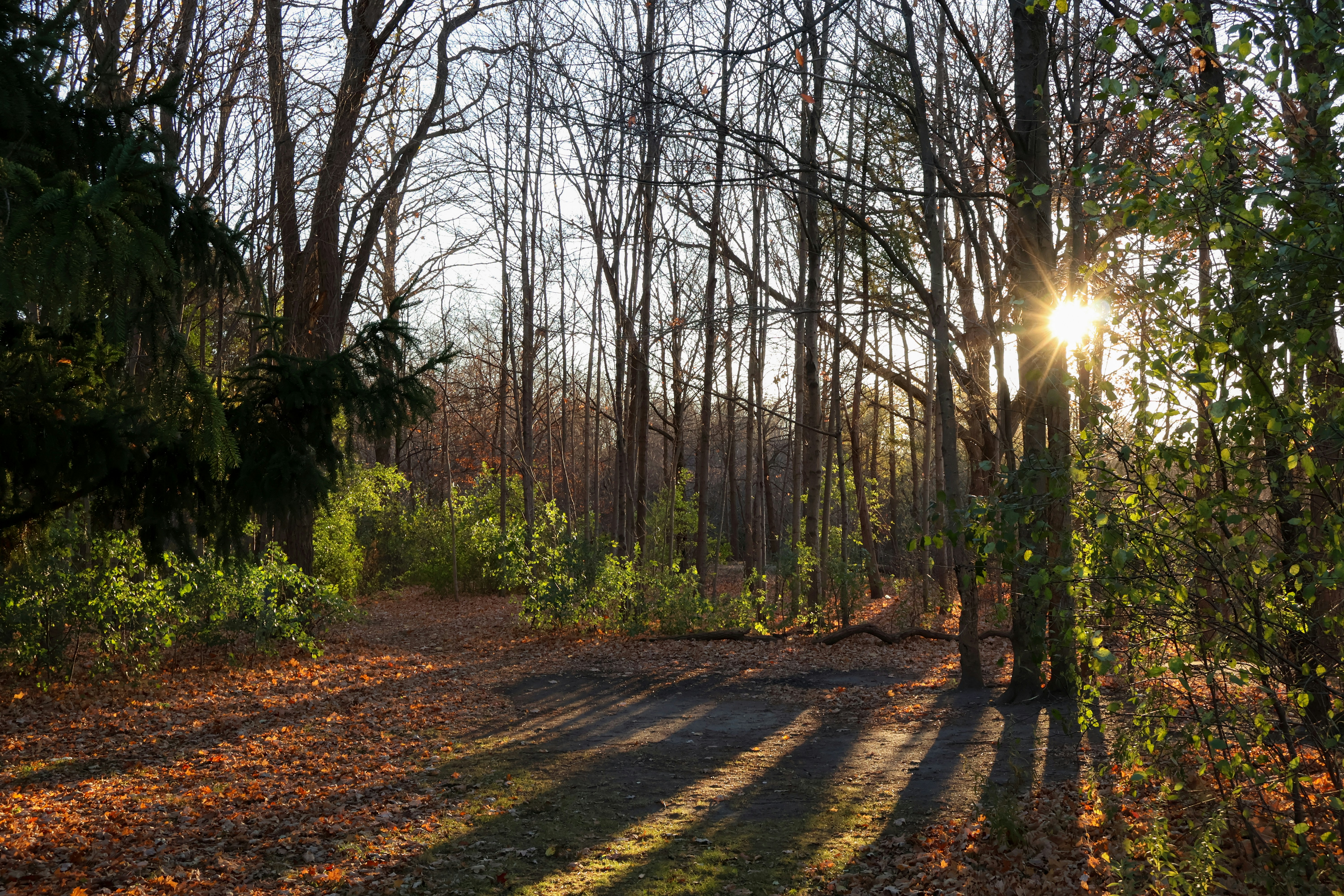 Picture of trees in Toronto